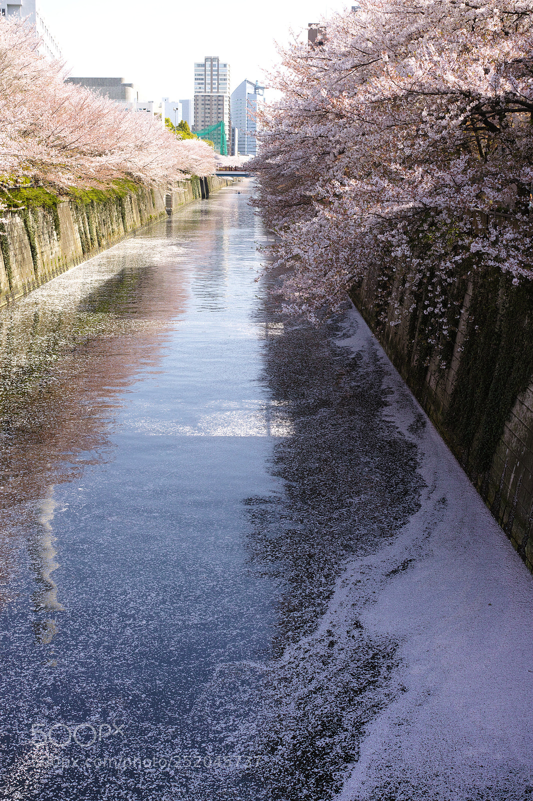 Sigma DP2 Merrill sample photo. Sakura @meguro river photography