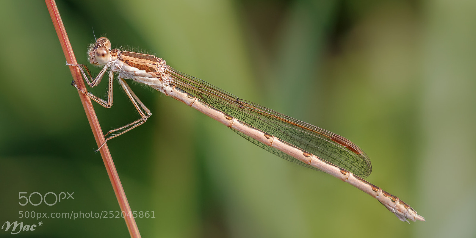 Canon EOS 70D sample photo. Common winter damselfly photography