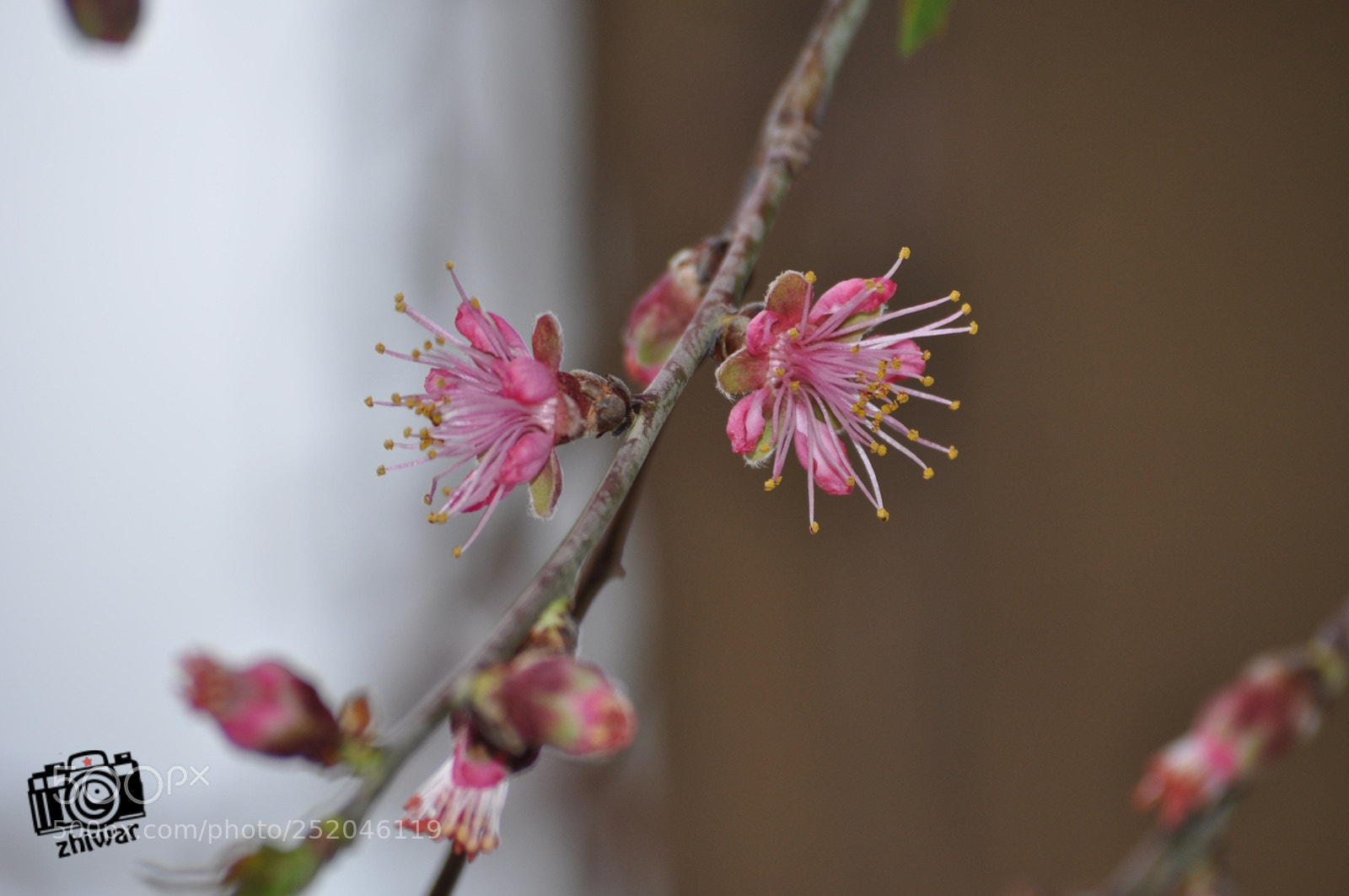 Nikon D5000 sample photo. Untitled photography