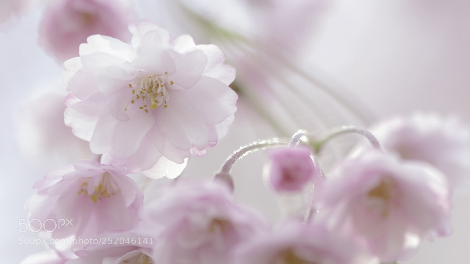 Nikon D800 sample photo. Sakura 桜 photography