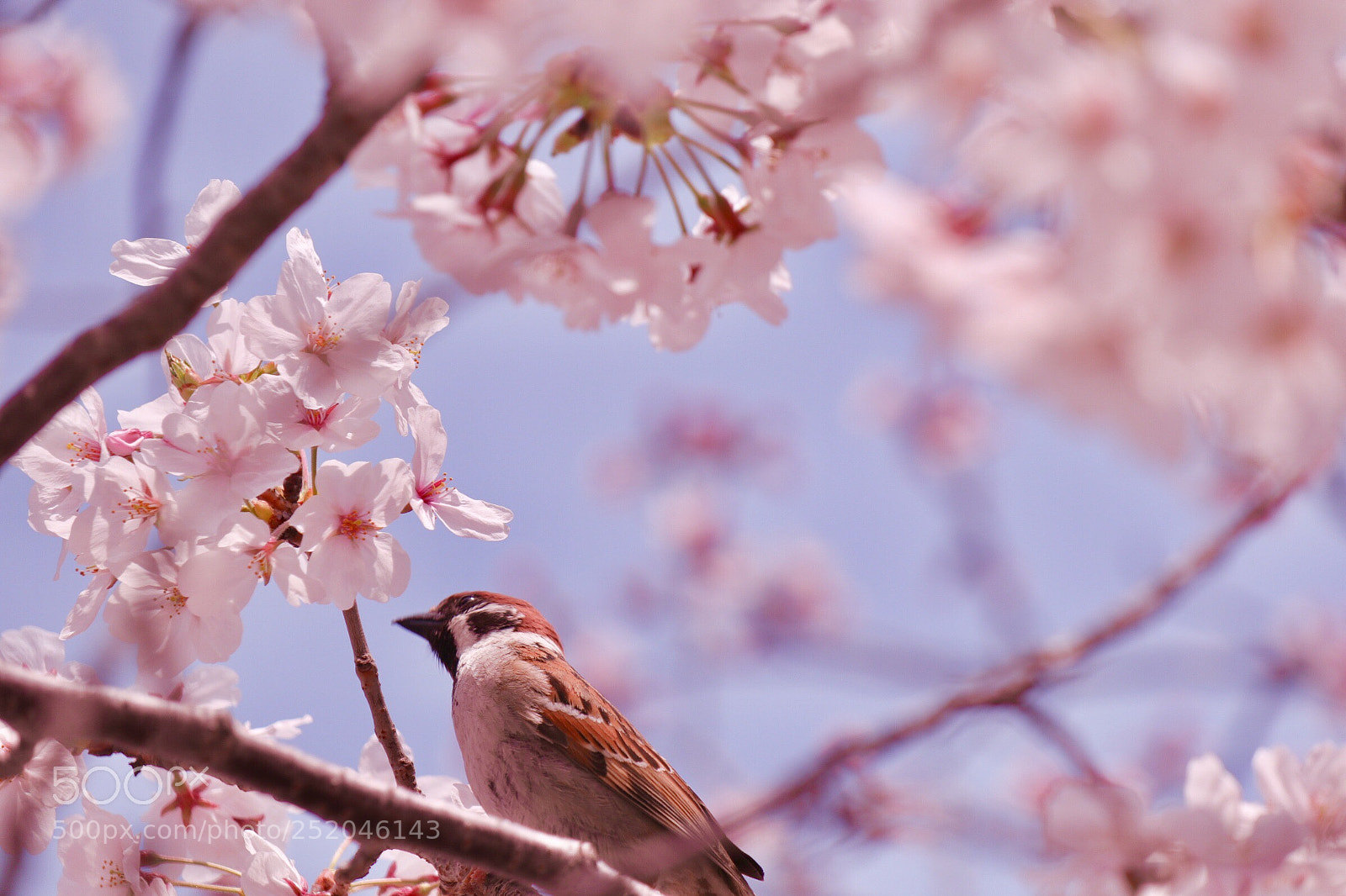 Canon EOS M5 sample photo. Spring sparrow photography