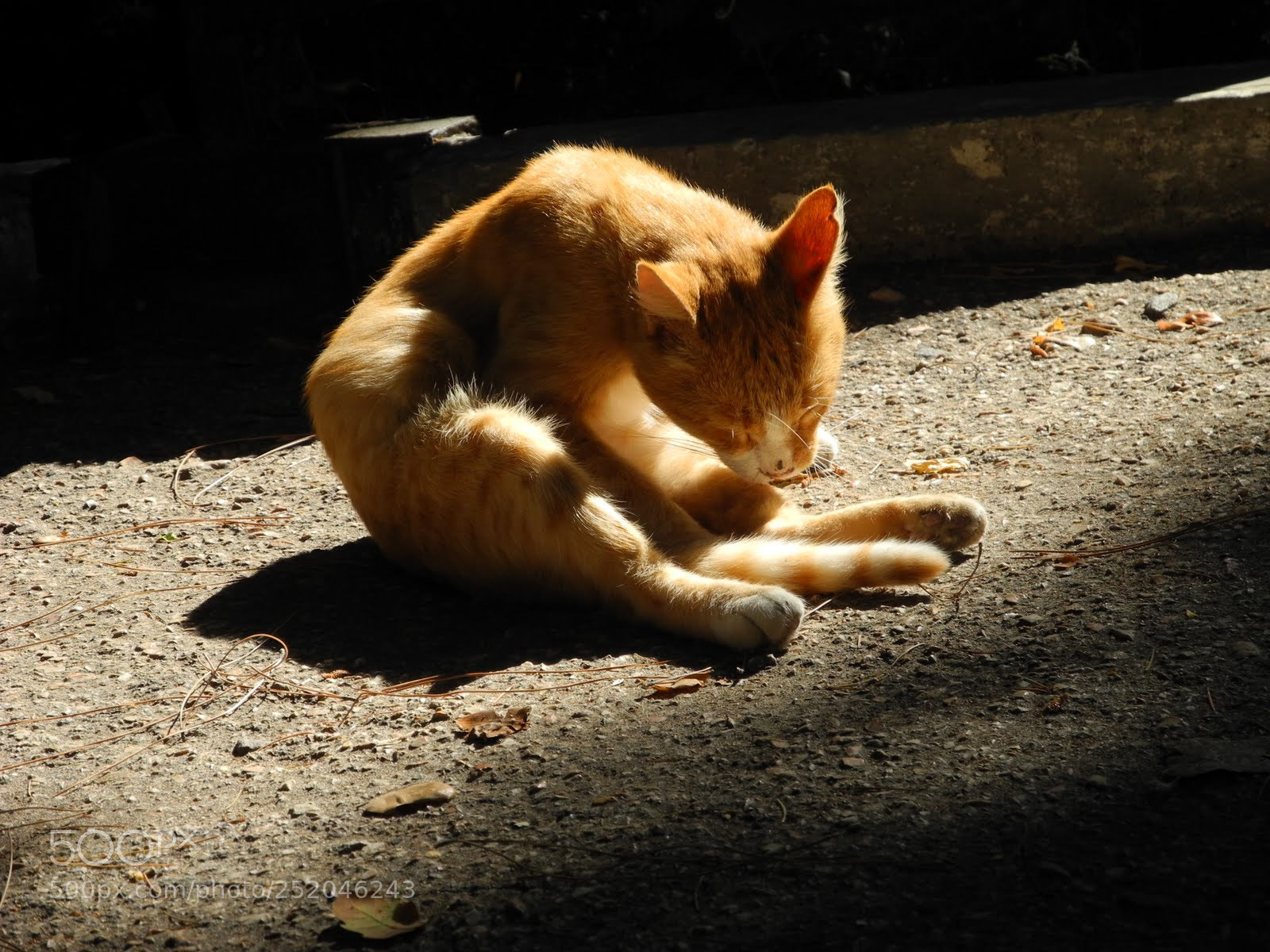 Nikon Coolpix P7000 sample photo. Red cat photography