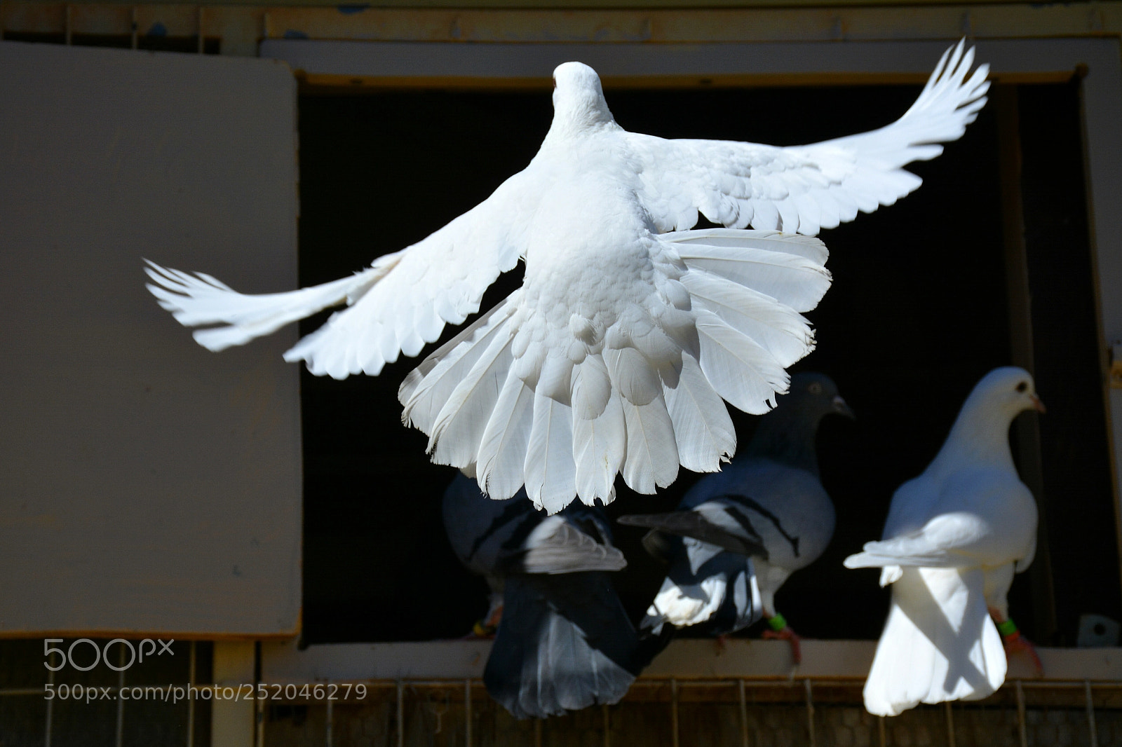 Nikon D5200 sample photo. Pigeon 1 photography
