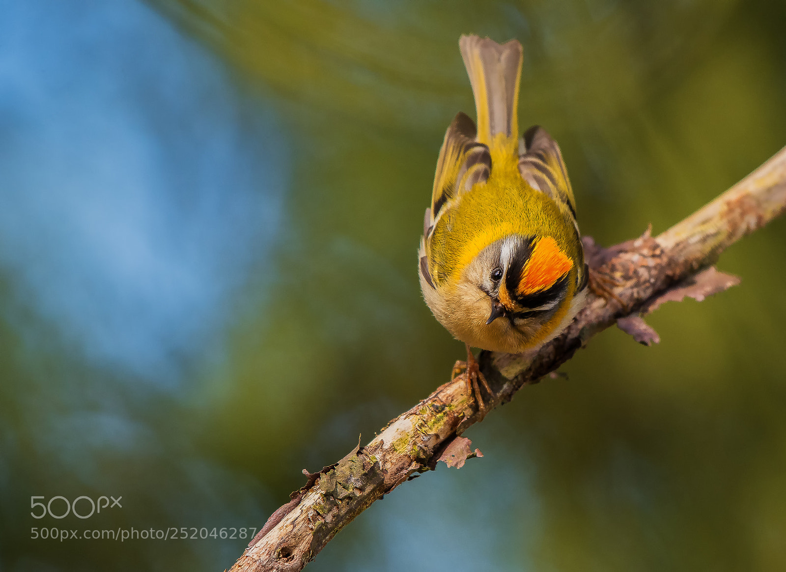 Nikon D500 sample photo. Firecrest... photography