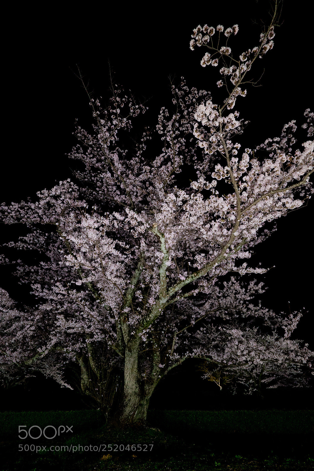 Sony a7S sample photo. Illuminated cherry blossoms at photography