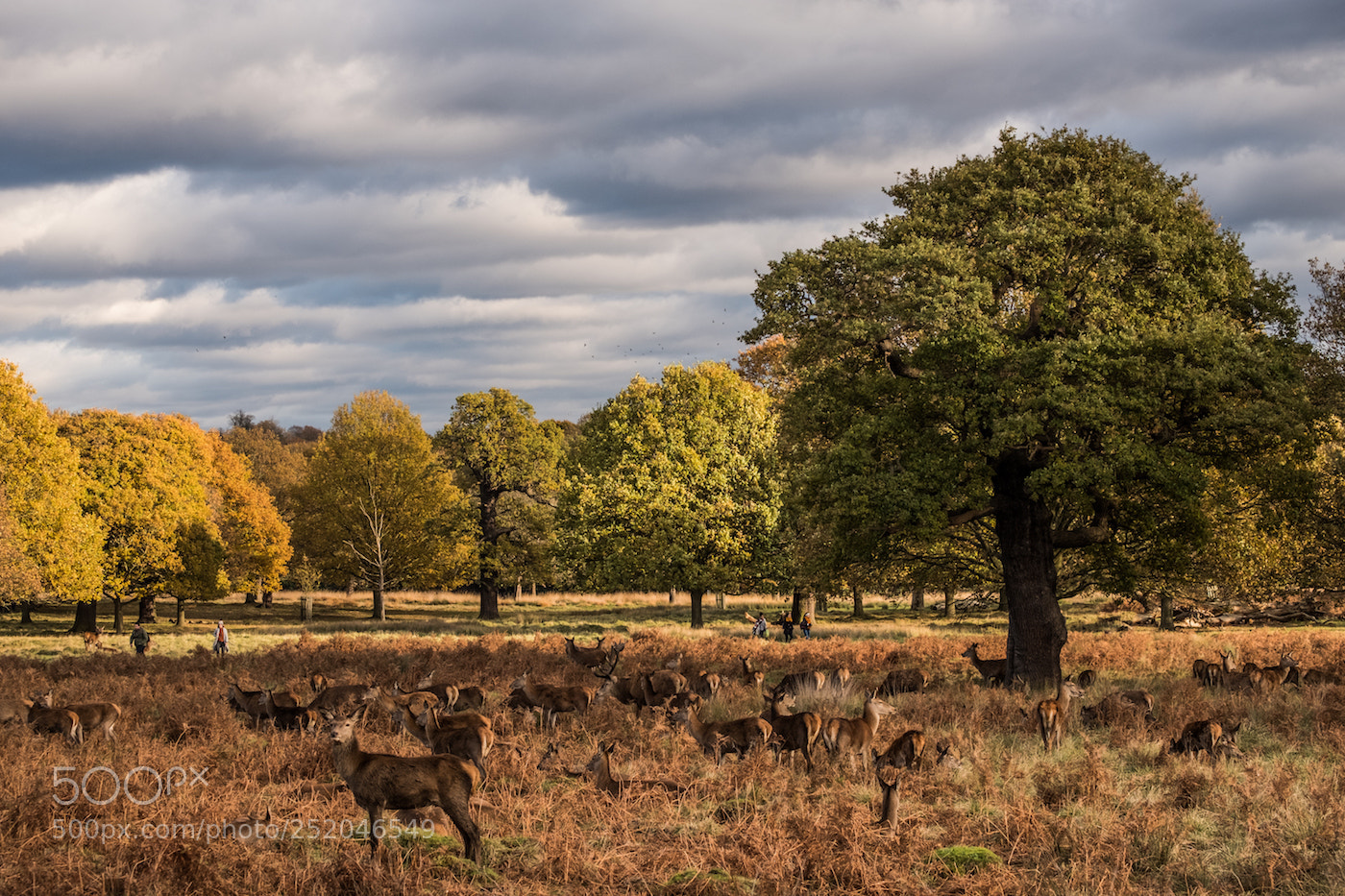Fujifilm X-T2 sample photo. Autumn at richmond park photography