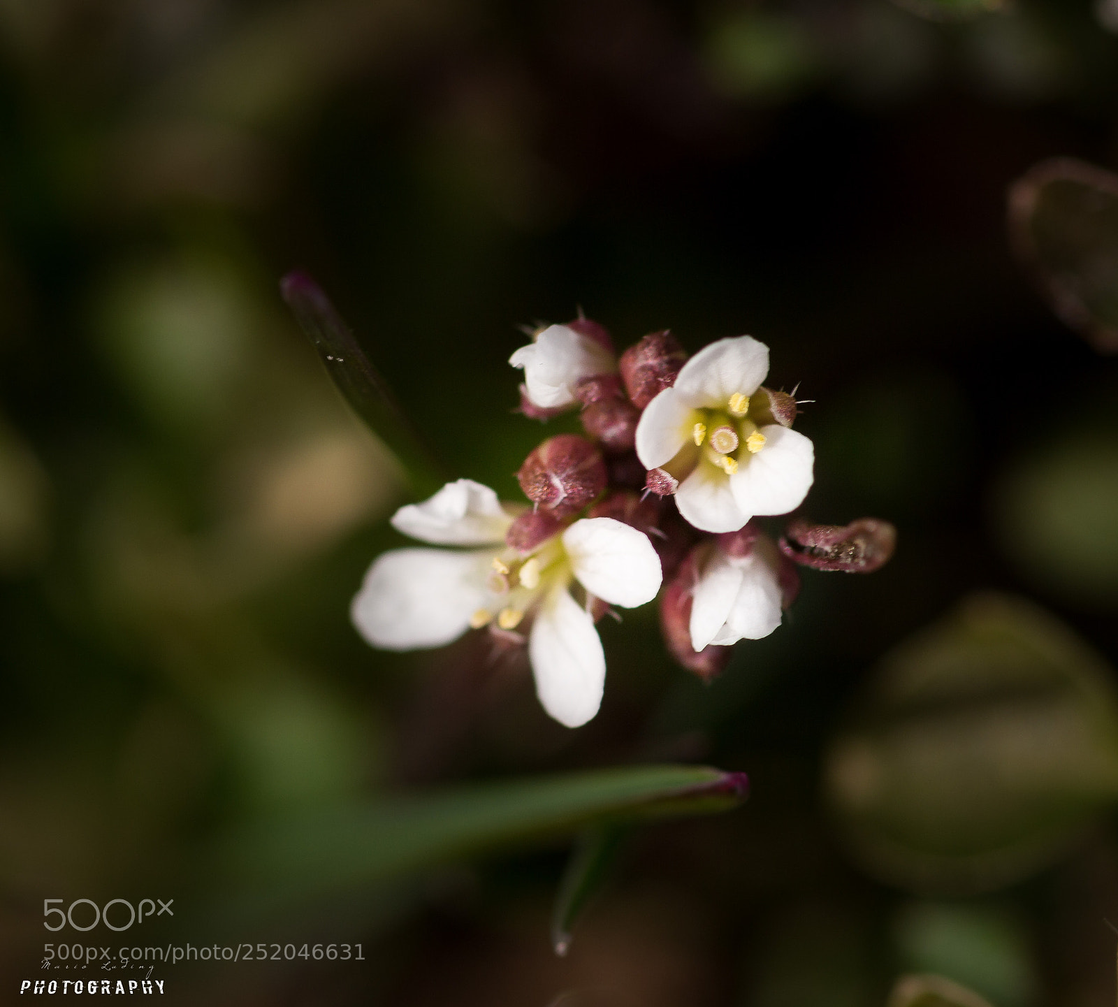 Canon EOS 700D (EOS Rebel T5i / EOS Kiss X7i) sample photo. ☆blossom☆ photography