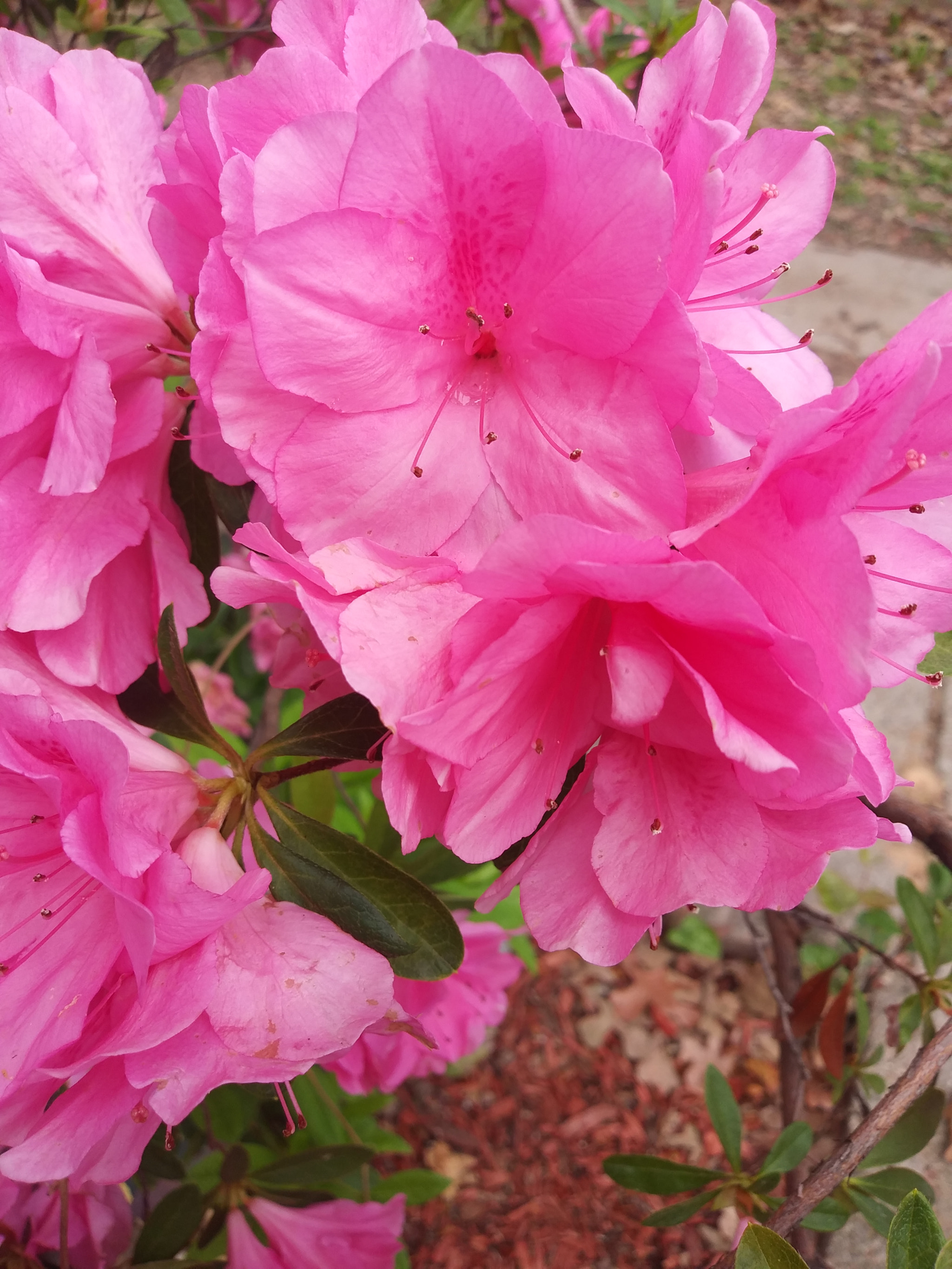 LG K8(2018) sample photo