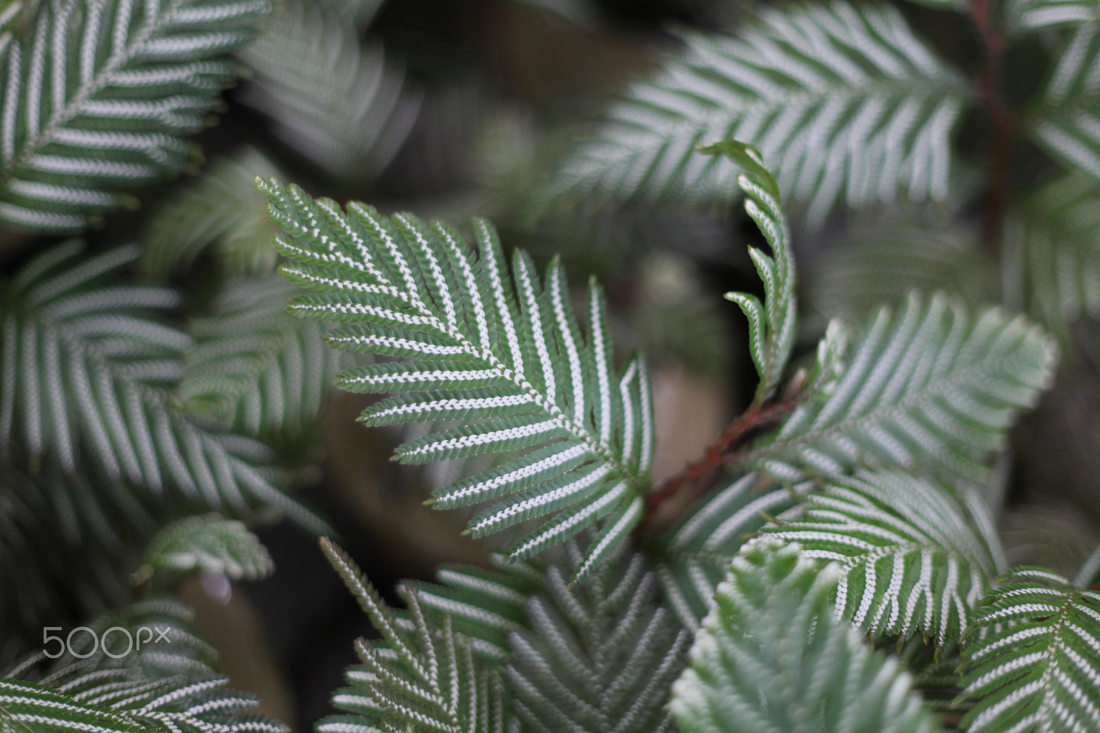 Canon EF 50mm F1.8 II sample photo. Spike moss photography