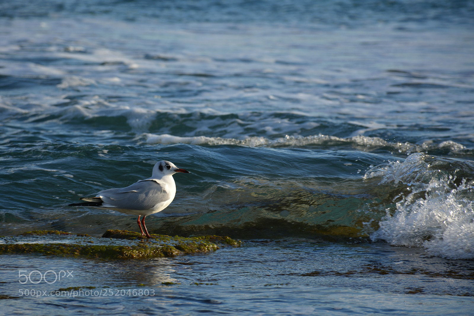 Nikon D5200 sample photo. Seagull 1 photography