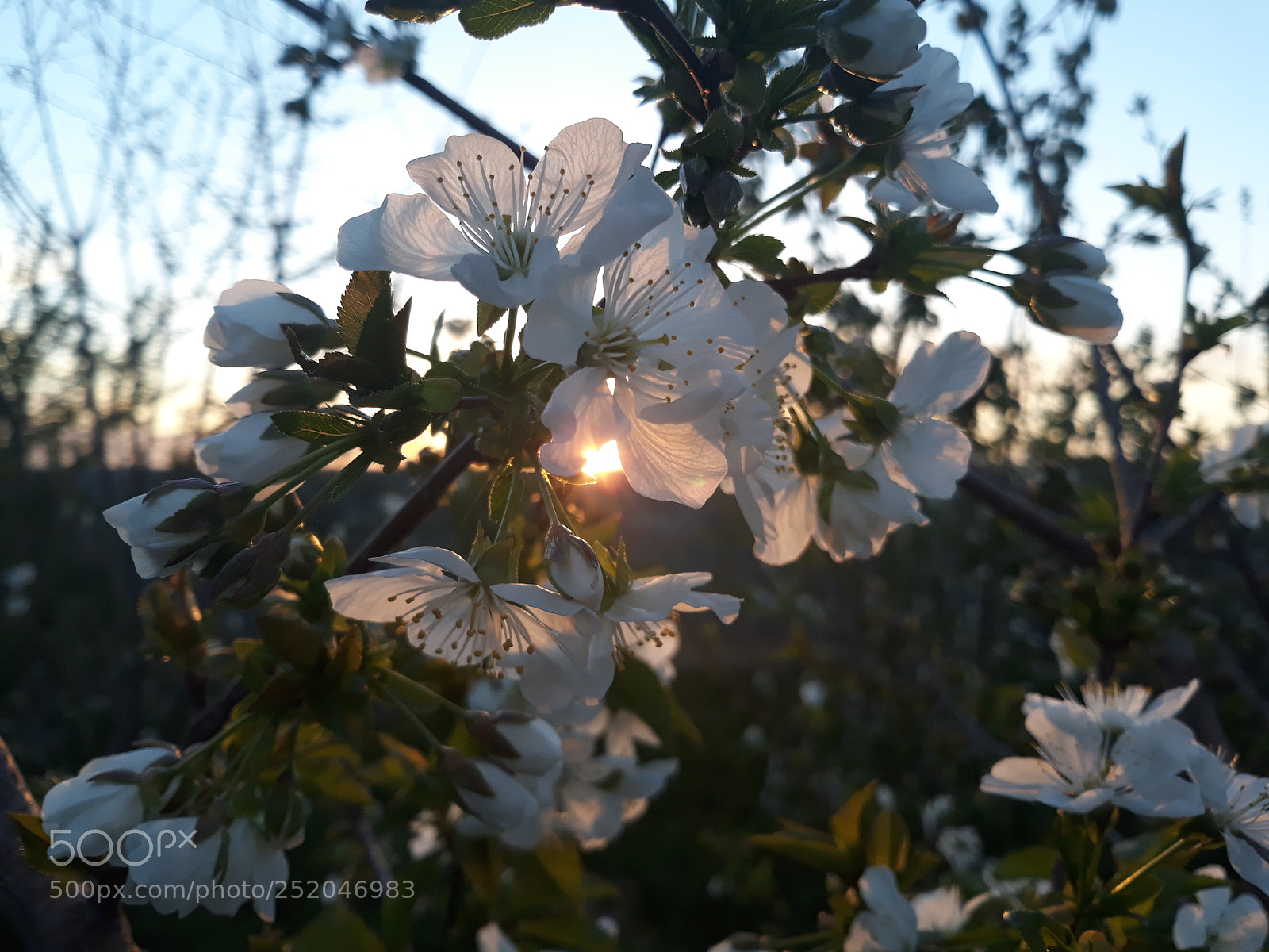 Samsung Galaxy J7 sample photo. Spring in sunset photography