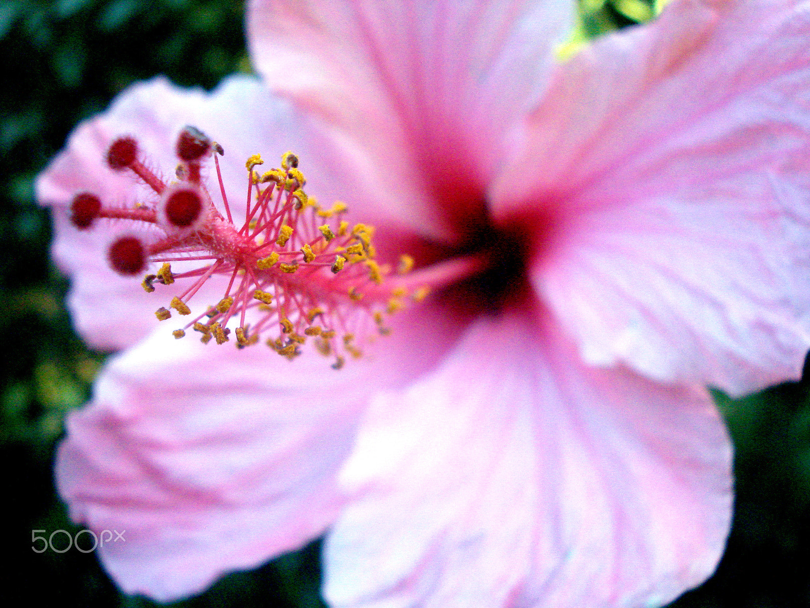 Sony DSC-W55 sample photo. Focus hibiscus. photography