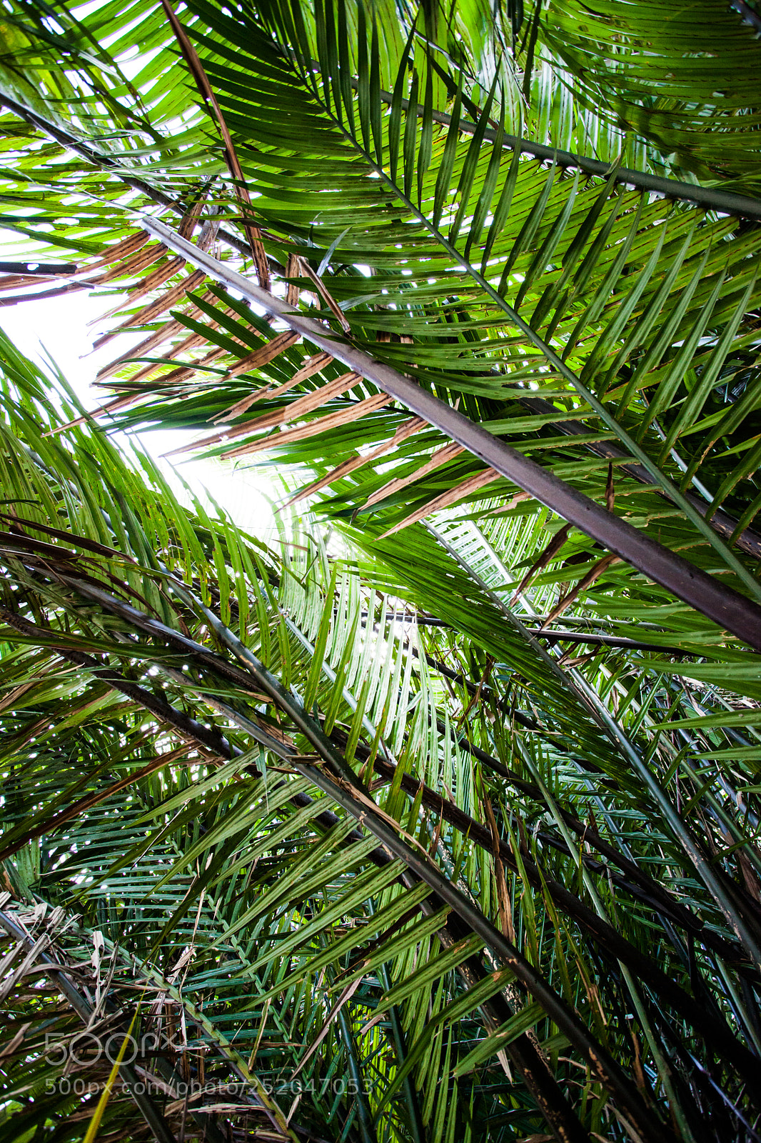 Canon EOS 5D Mark II sample photo. Img photography