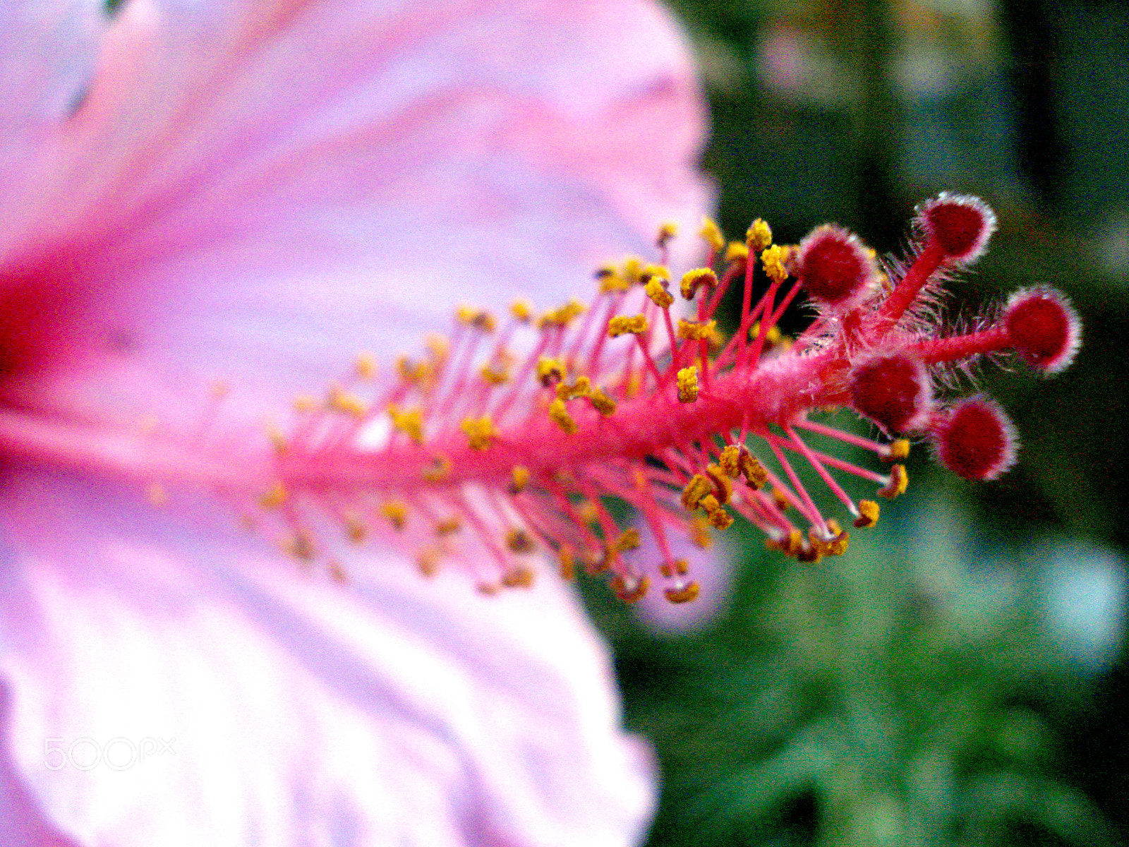 Sony DSC-W55 sample photo. Hi! biscus. photography