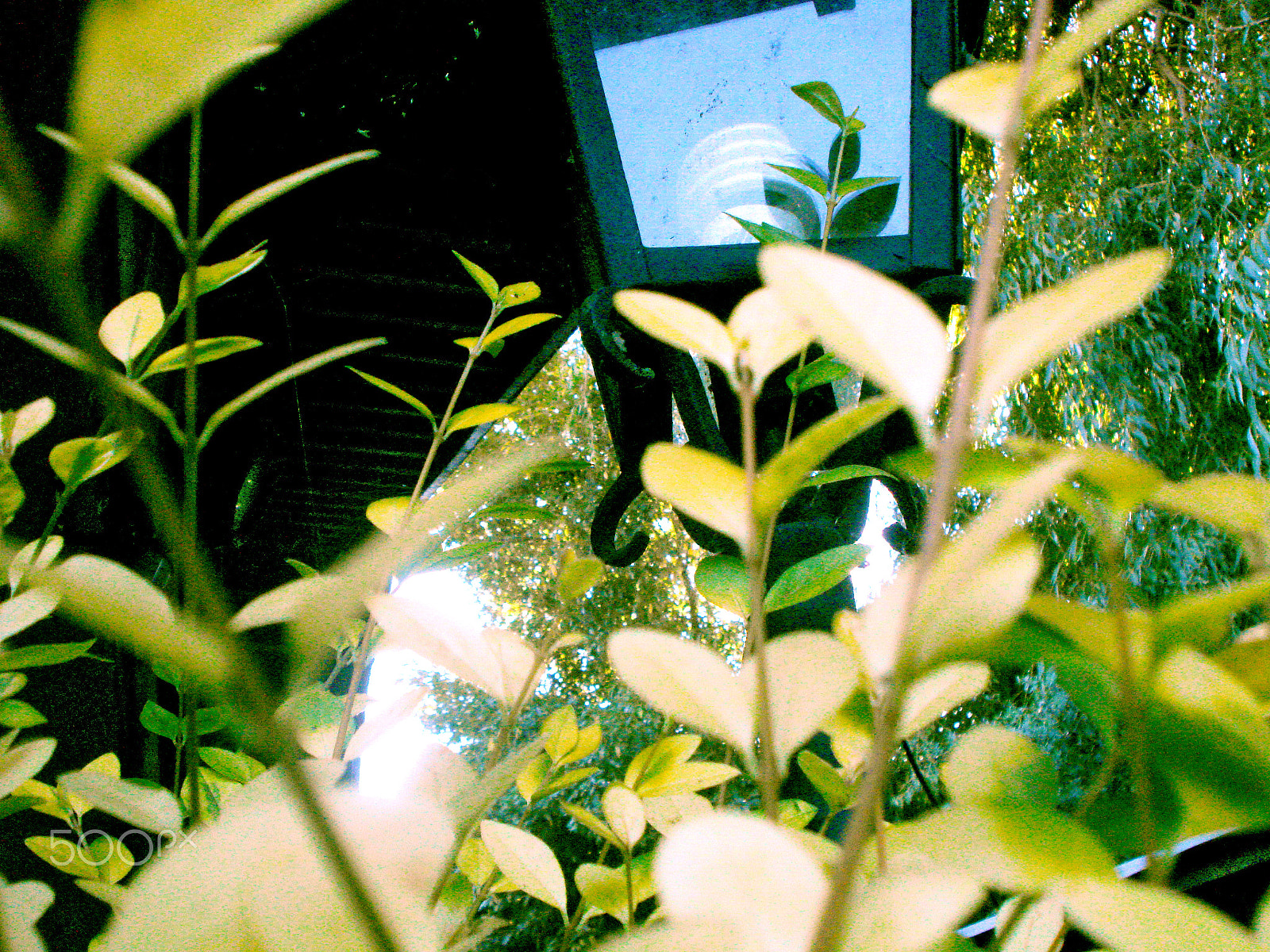 Sony DSC-W55 sample photo. Green light. photography