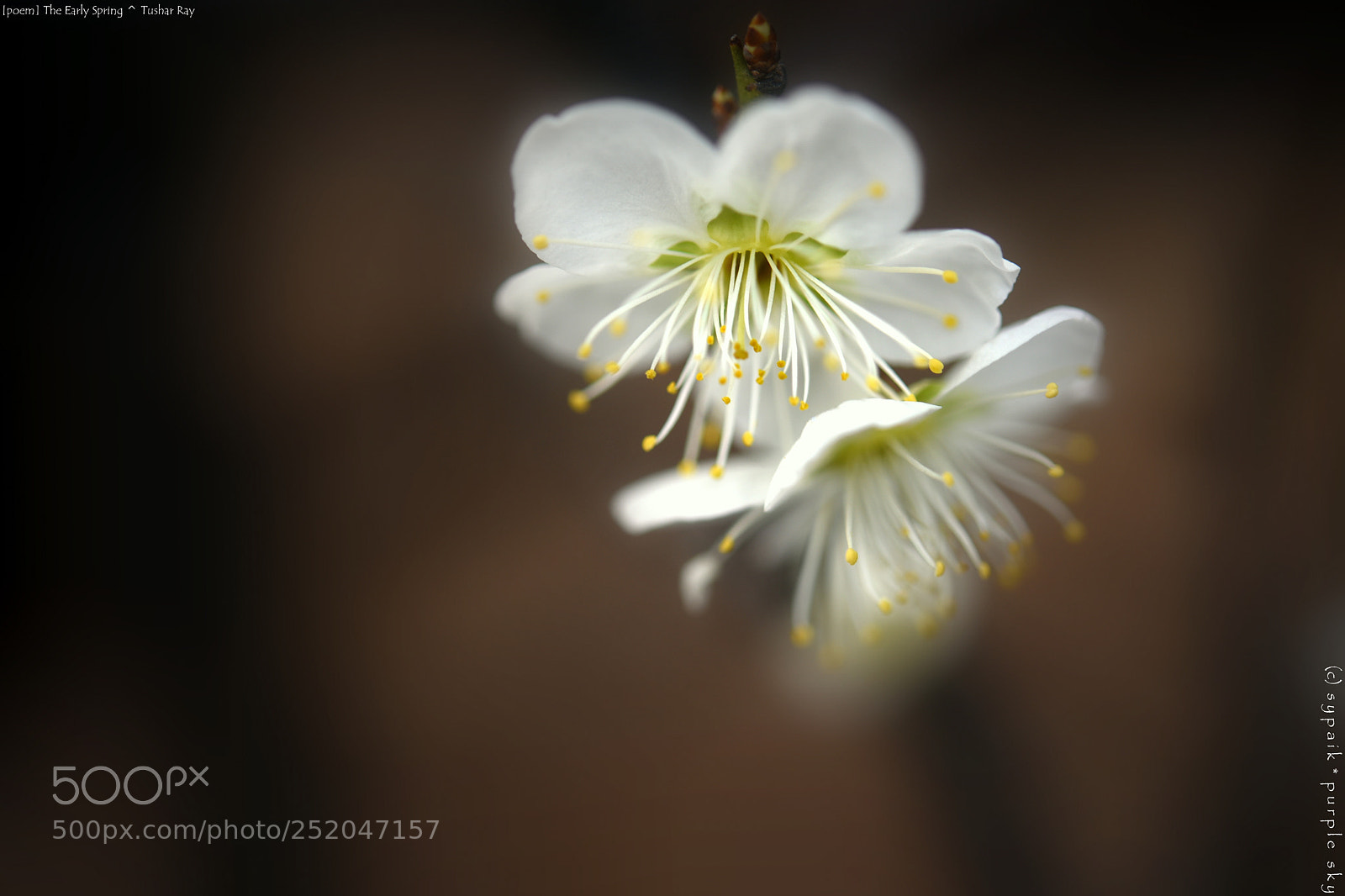 Nikon AF-S Micro-Nikkor 60mm F2.8G ED sample photo. The early spring *** photography