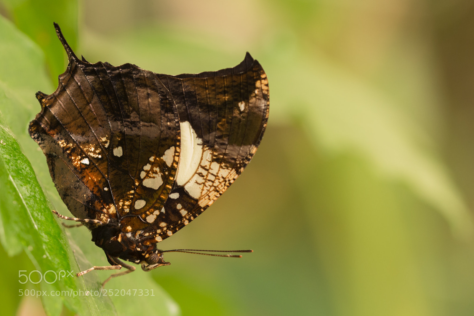 Nikon D7200 sample photo. Marbled leafwing photography