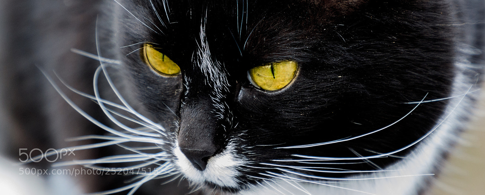 Canon EOS 5D Mark IV sample photo. Makro 18 photography
