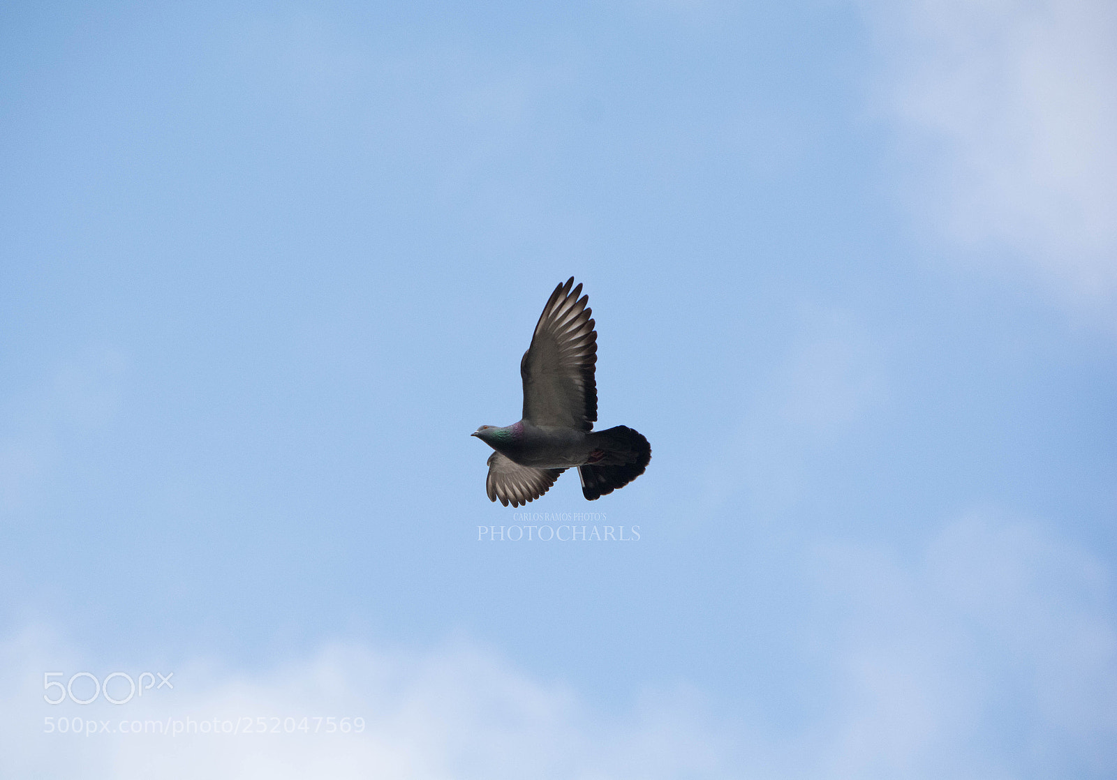Nikon D7100 sample photo. Fly of the pigeon photography
