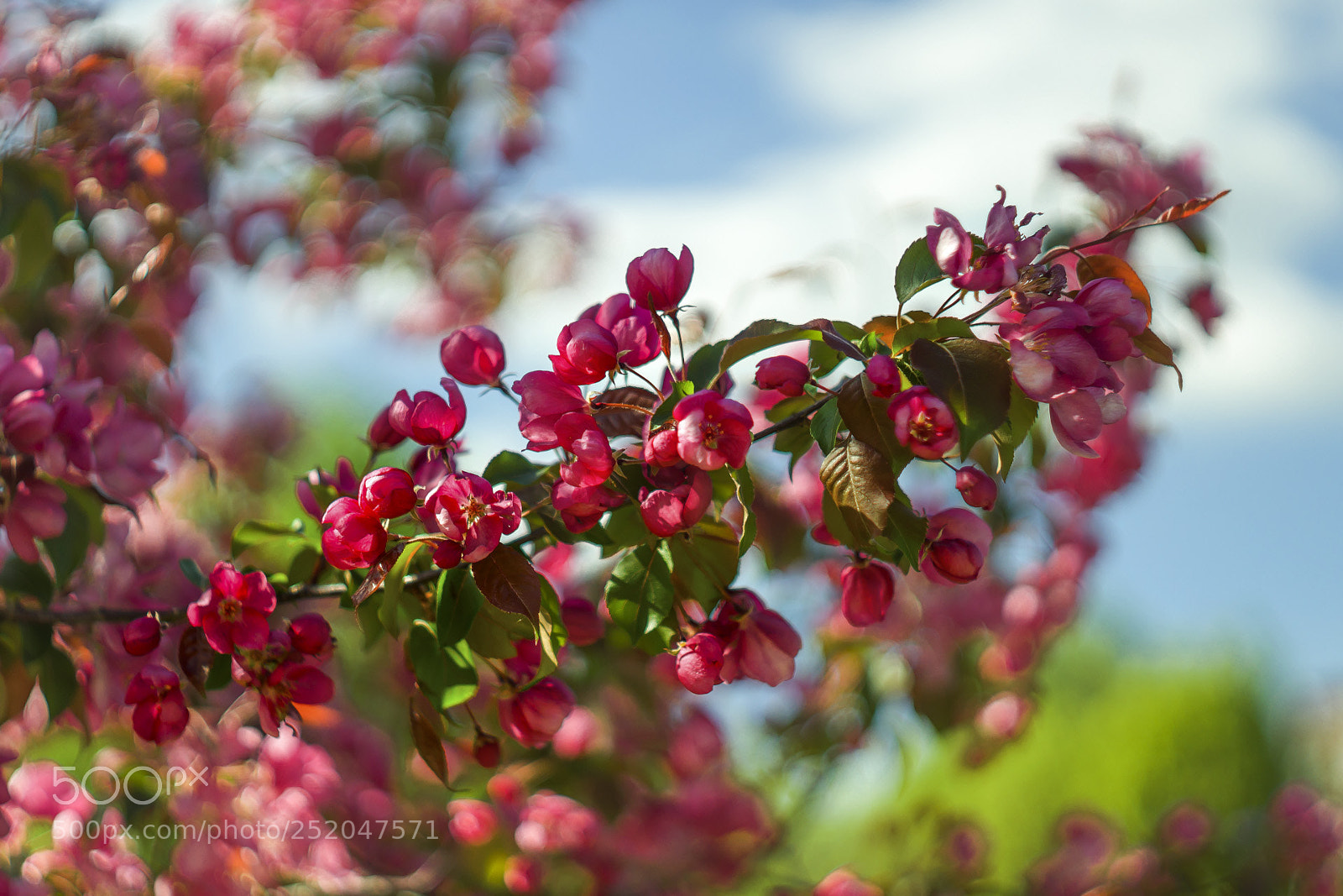 Sony SLT-A57 sample photo. Spring photography