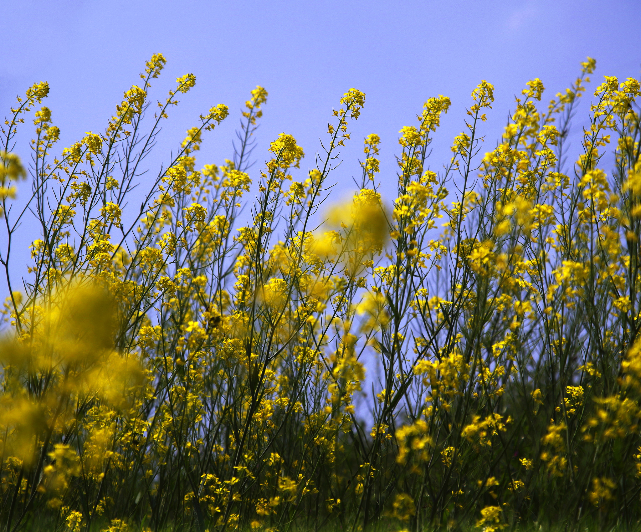 Pentax K-01 sample photo. Spring flowers photography