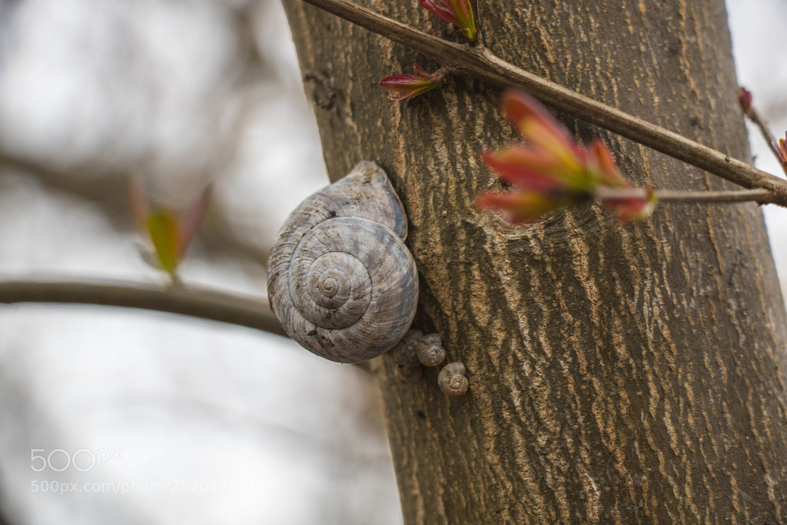 Canon EOS 750D (EOS Rebel T6i / EOS Kiss X8i) sample photo. Img photography