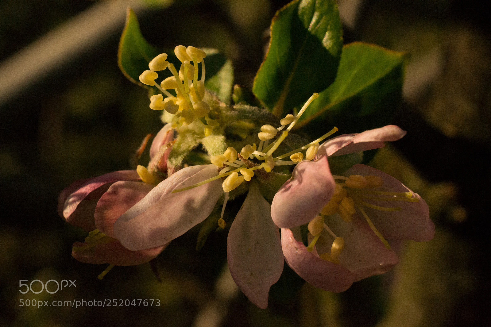 Nikon D3100 sample photo. Fior di melo photography