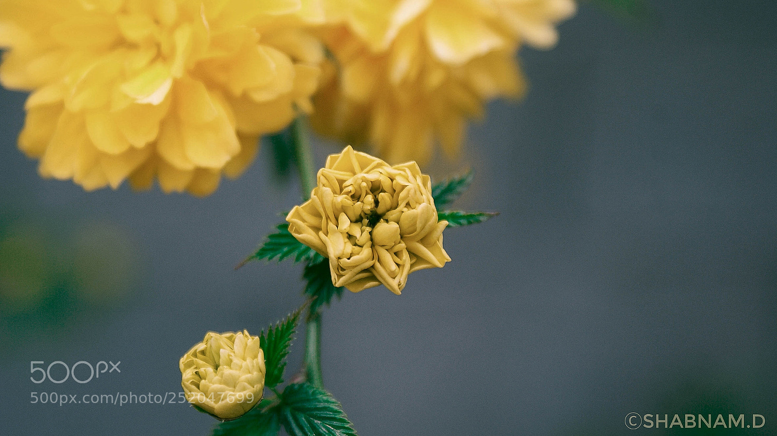 Sony Alpha DSLR-A200 sample photo. Untitled photography