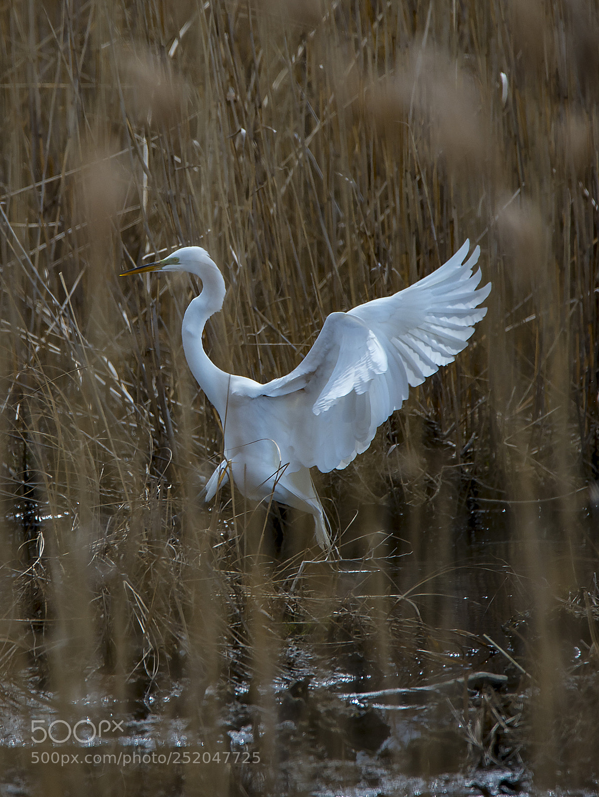 Nikon D4 sample photo. Taking off photography