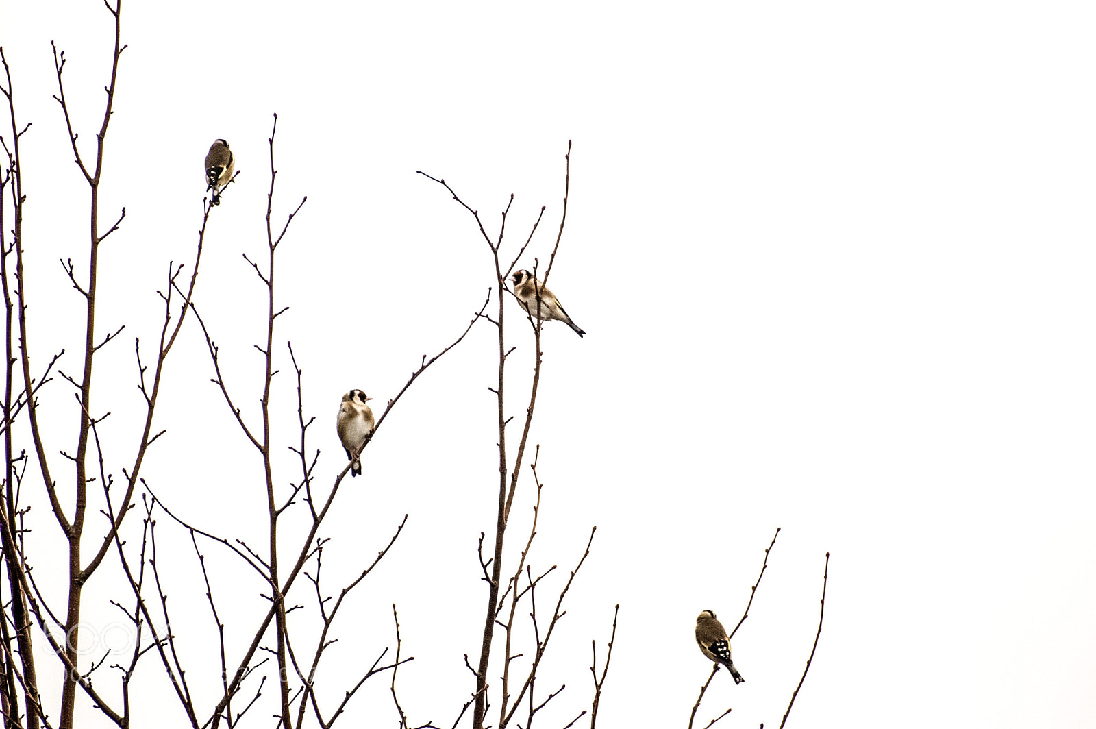 Nikon D50 sample photo. Four goldfinches sitting in photography