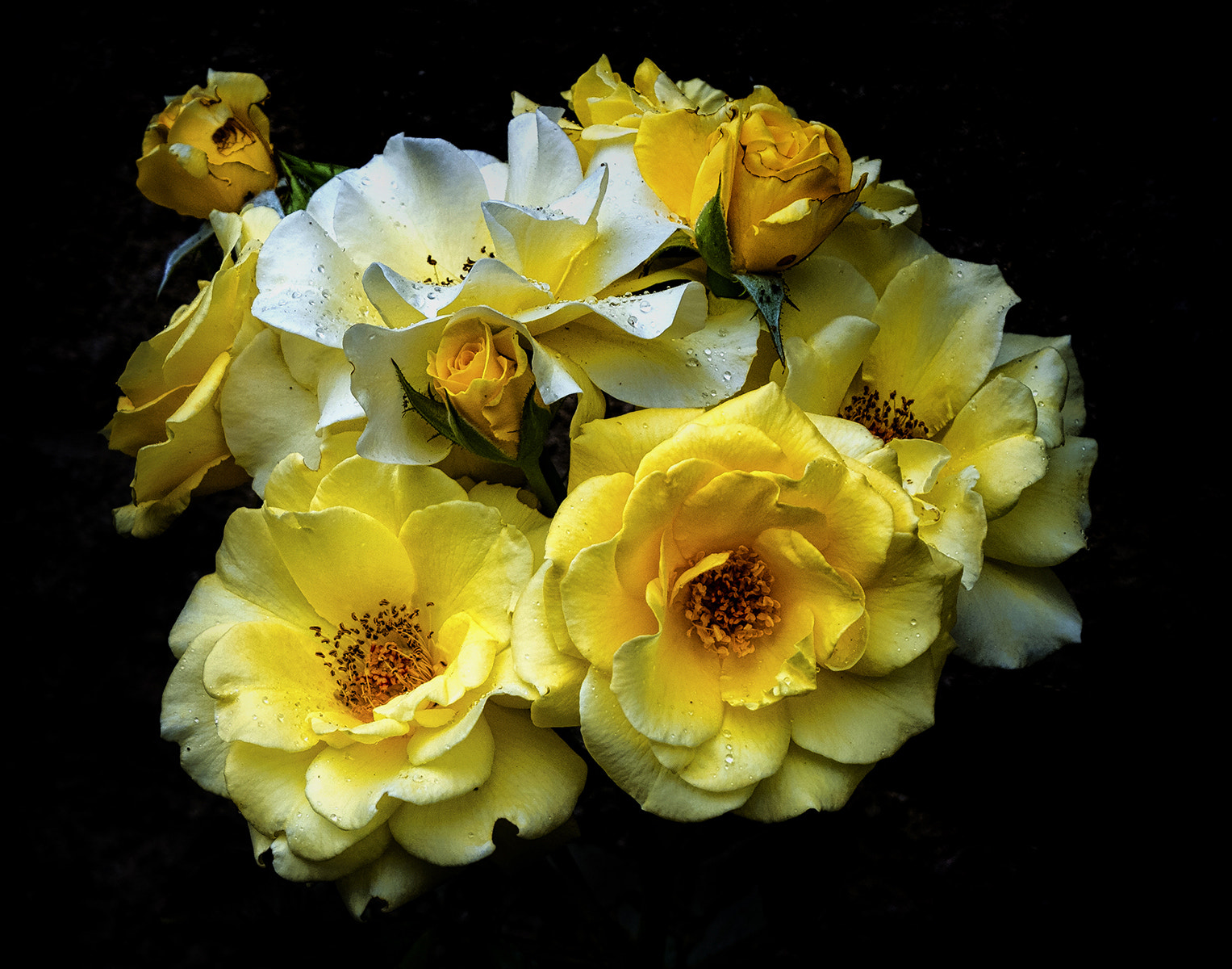Panasonic Lumix DMC-GM5 sample photo. Mostly yellow roses photography