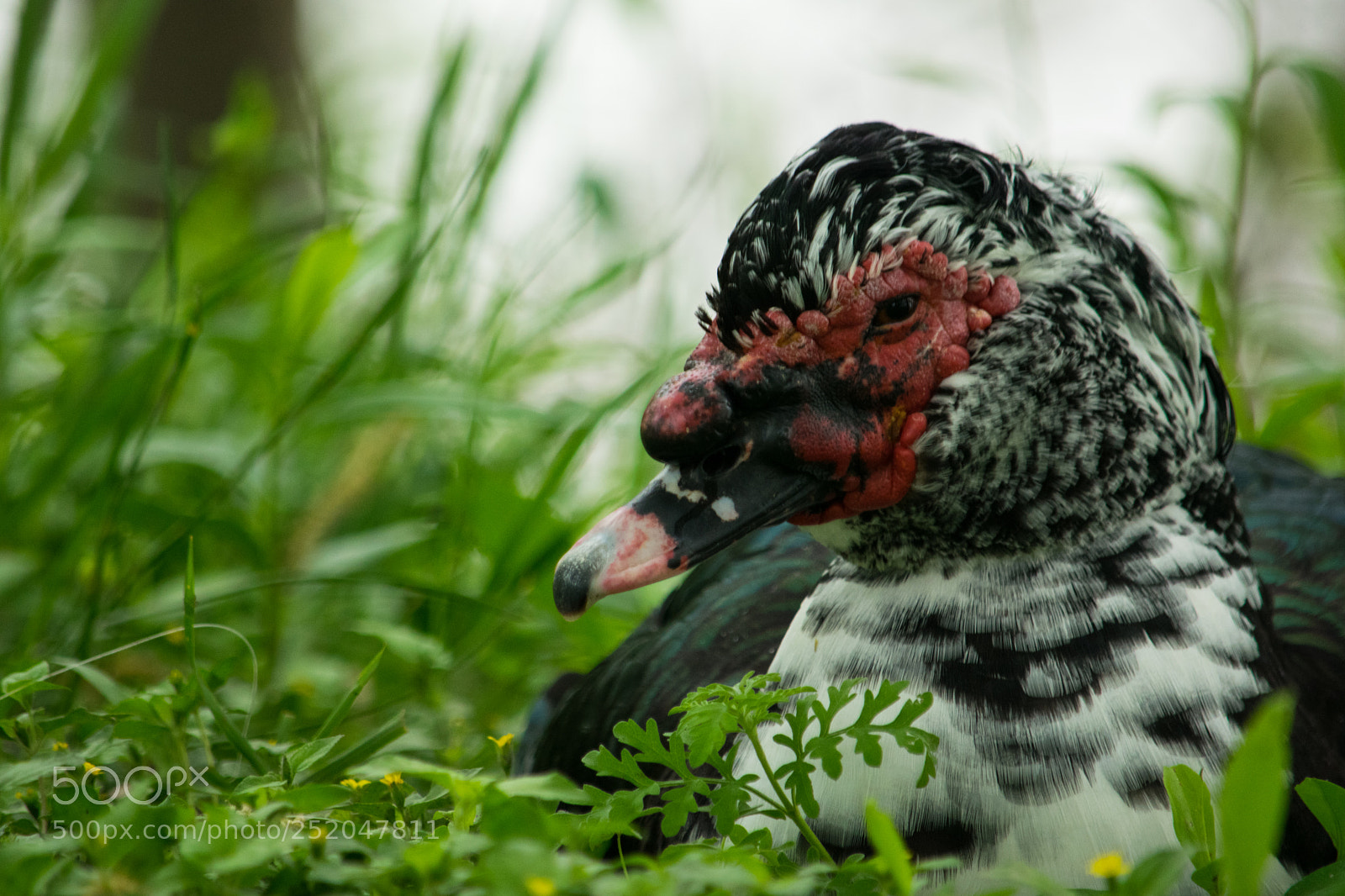 Nikon D5300 sample photo. Sleepy morning quackers photography