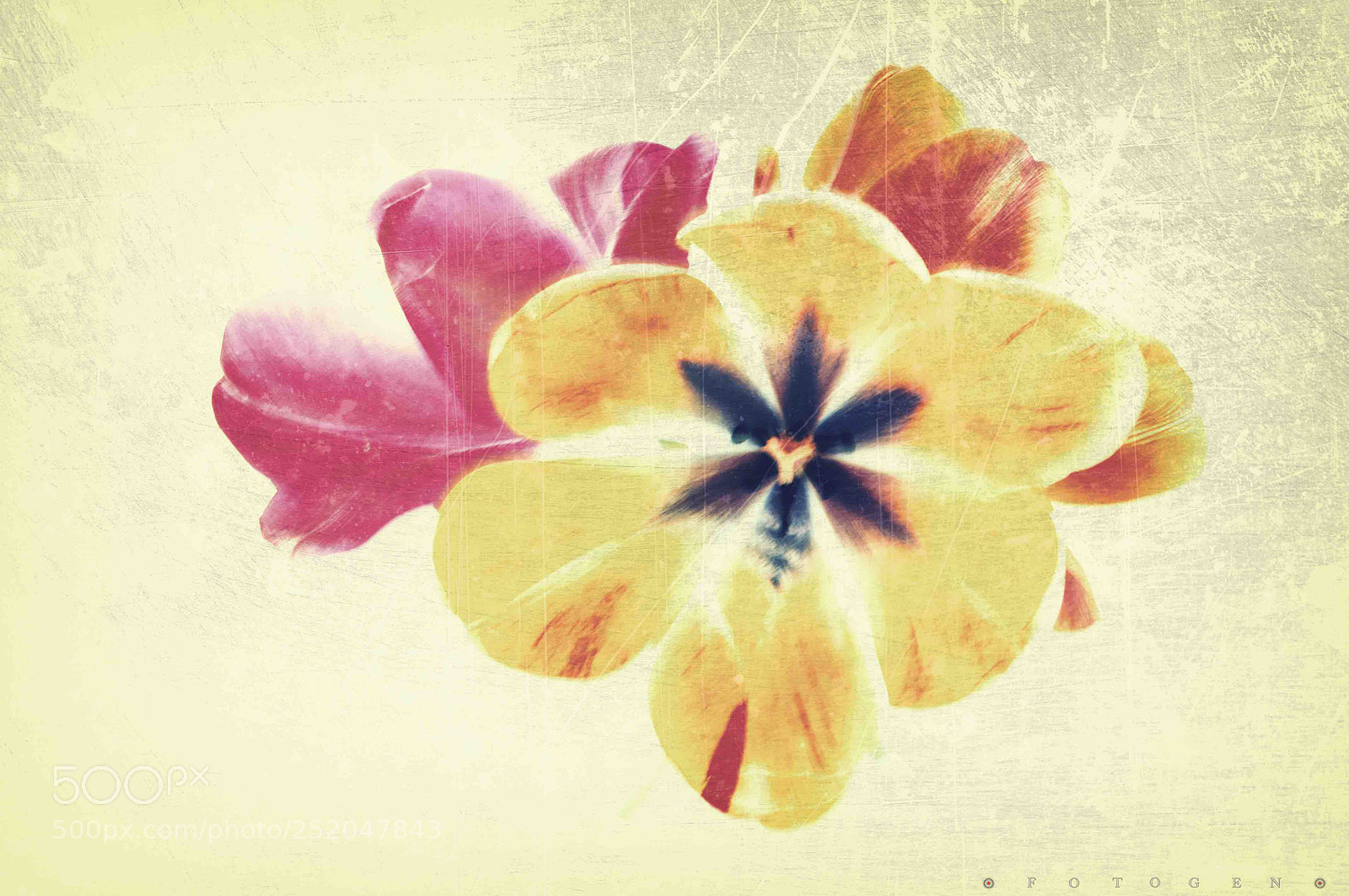 Nikon D300S sample photo. Tulip photography