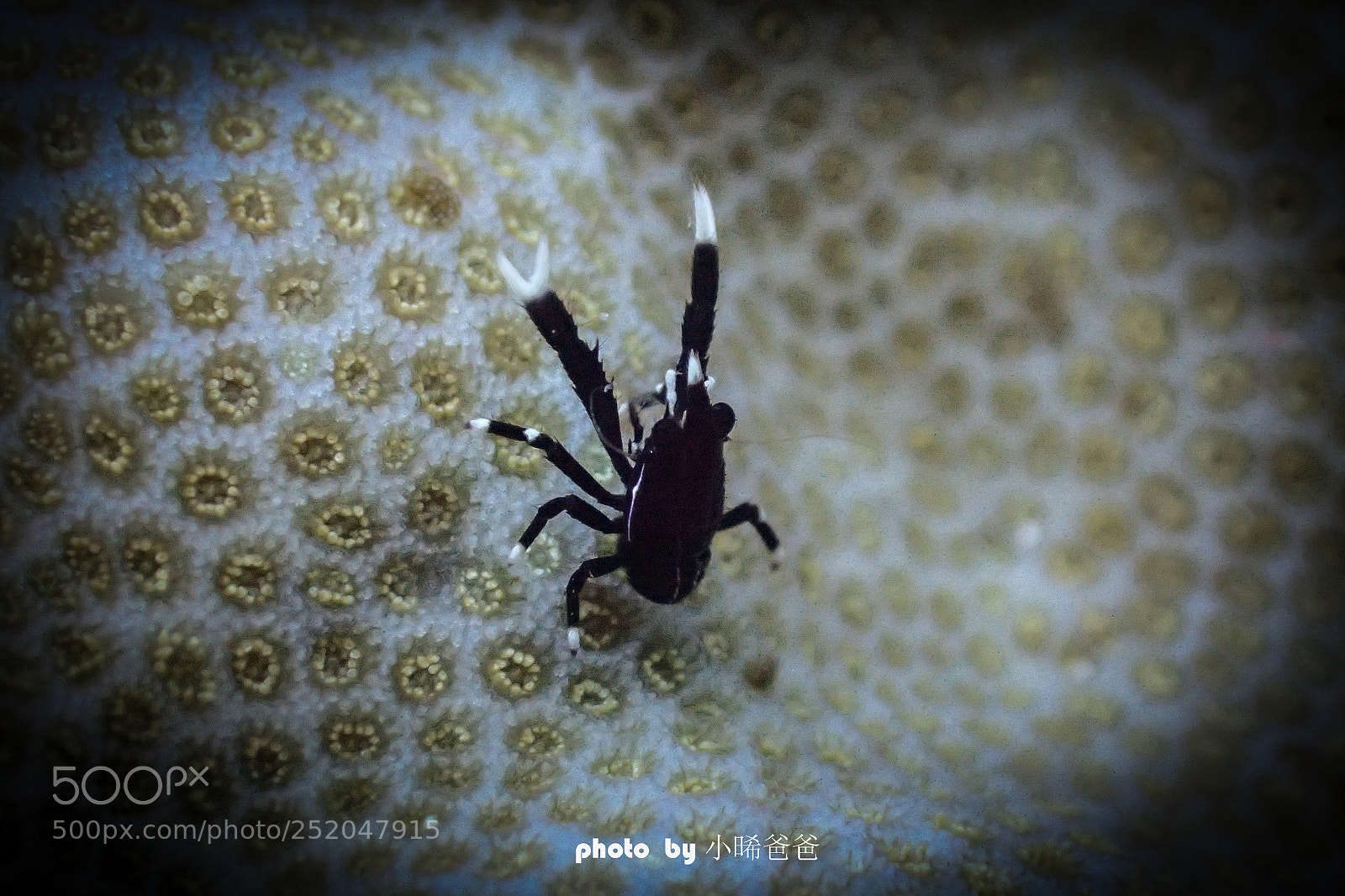 Olympus TG-4 sample photo. Untitled photography