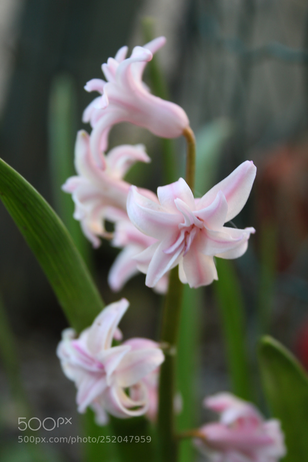Canon EOS 500D (EOS Rebel T1i / EOS Kiss X3) sample photo. Jacinth photography