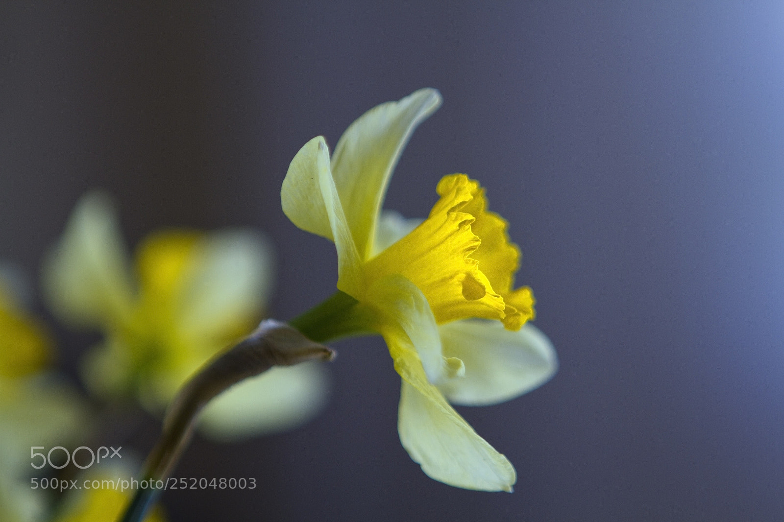 Canon EOS 7D sample photo. Spring photography