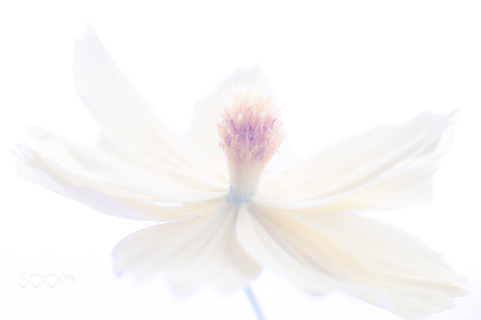 Canon EOS 7D sample photo. Yellow photography