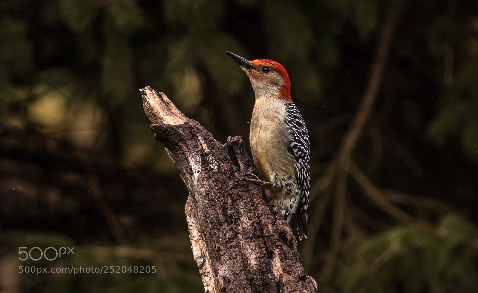 Nikon D500 sample photo. Red-bellied woodpecker photography