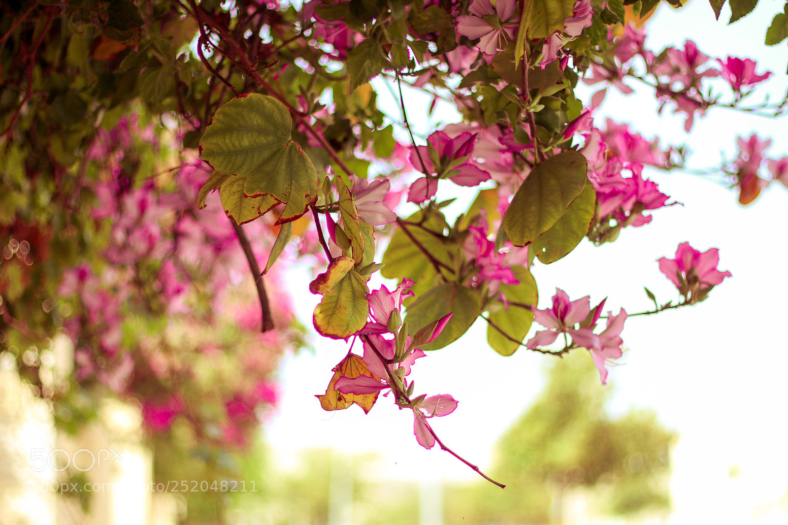 Canon EOS 70D sample photo. Untitled photography
