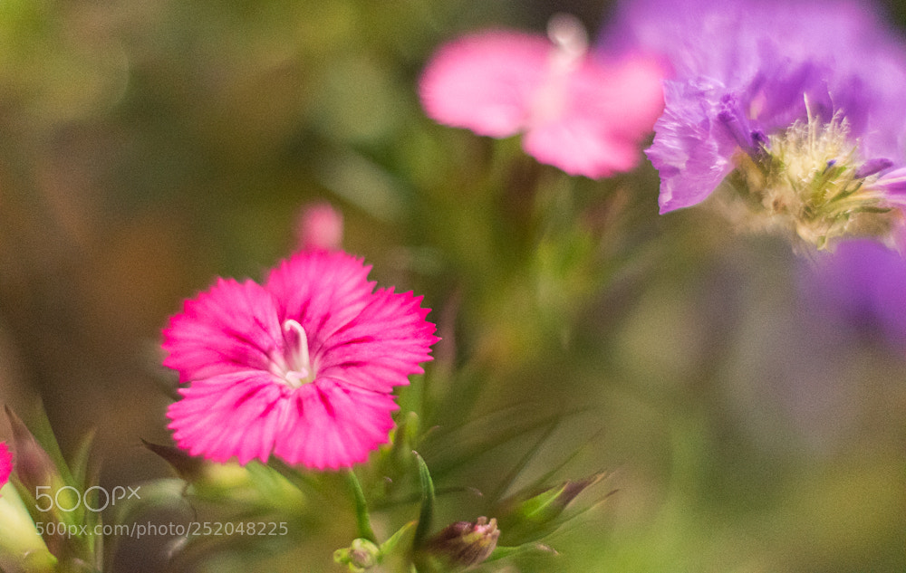 Nikon D5600 sample photo. Spring flowers photography