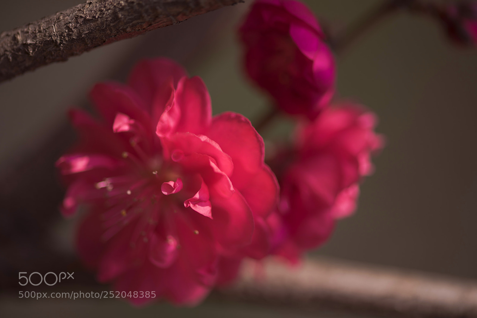 Nikon D810 sample photo. Cherry blossoms photography