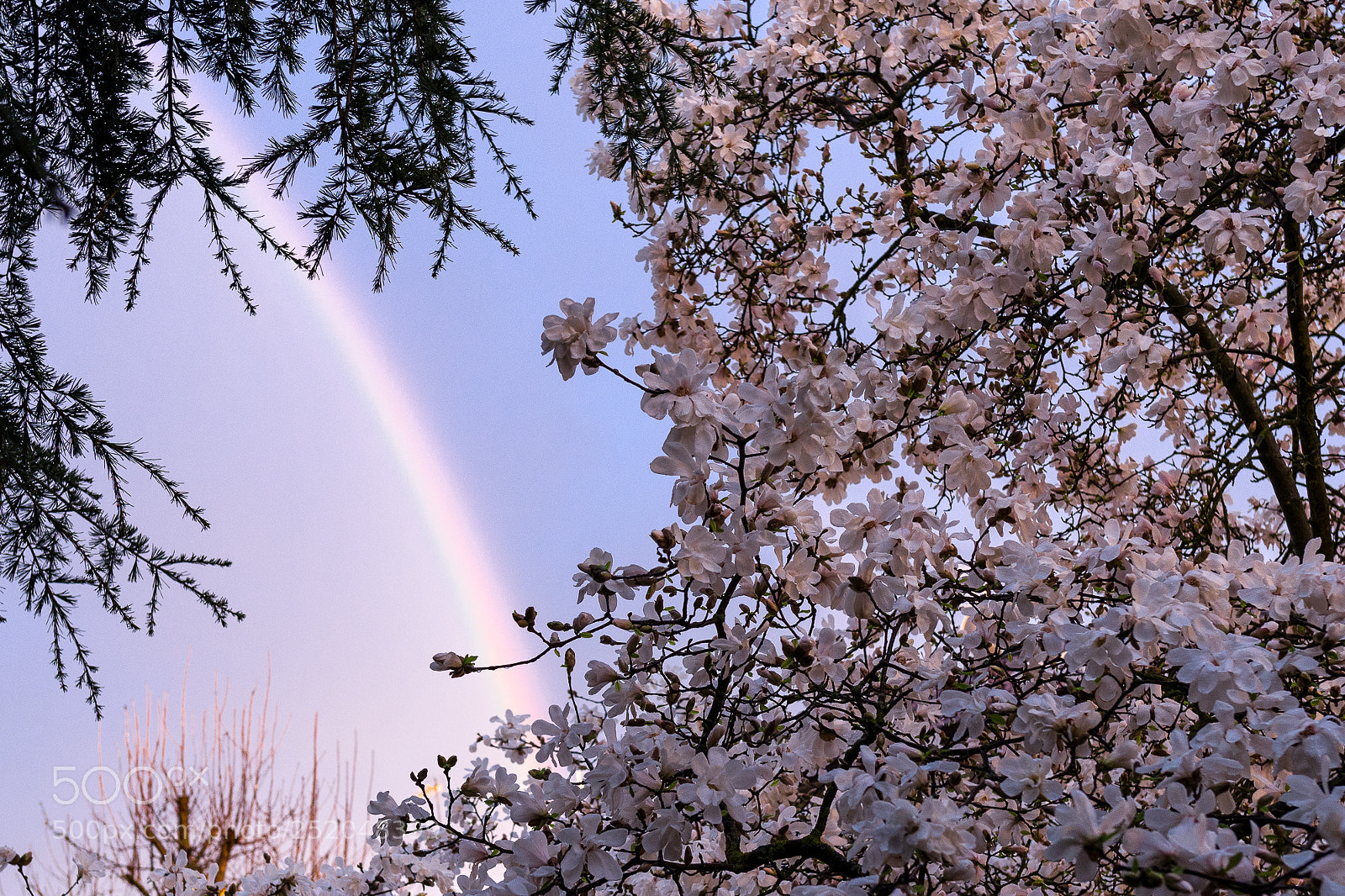 Nikon D850 sample photo. Spring photography