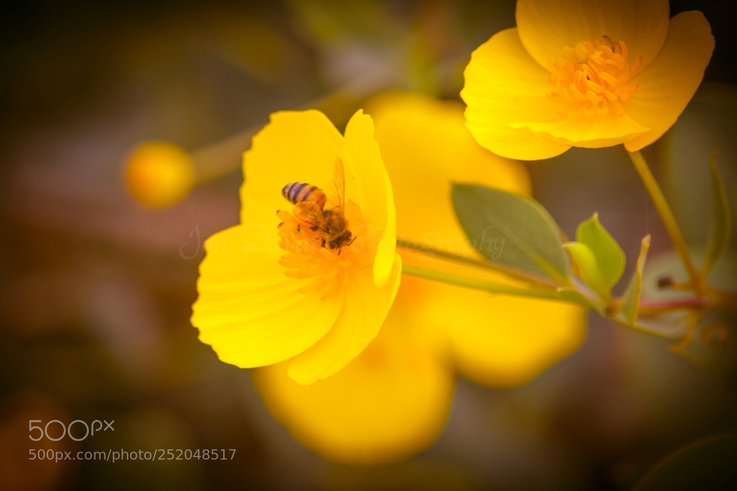 Nikon D5300 sample photo. Spring has sprung photography