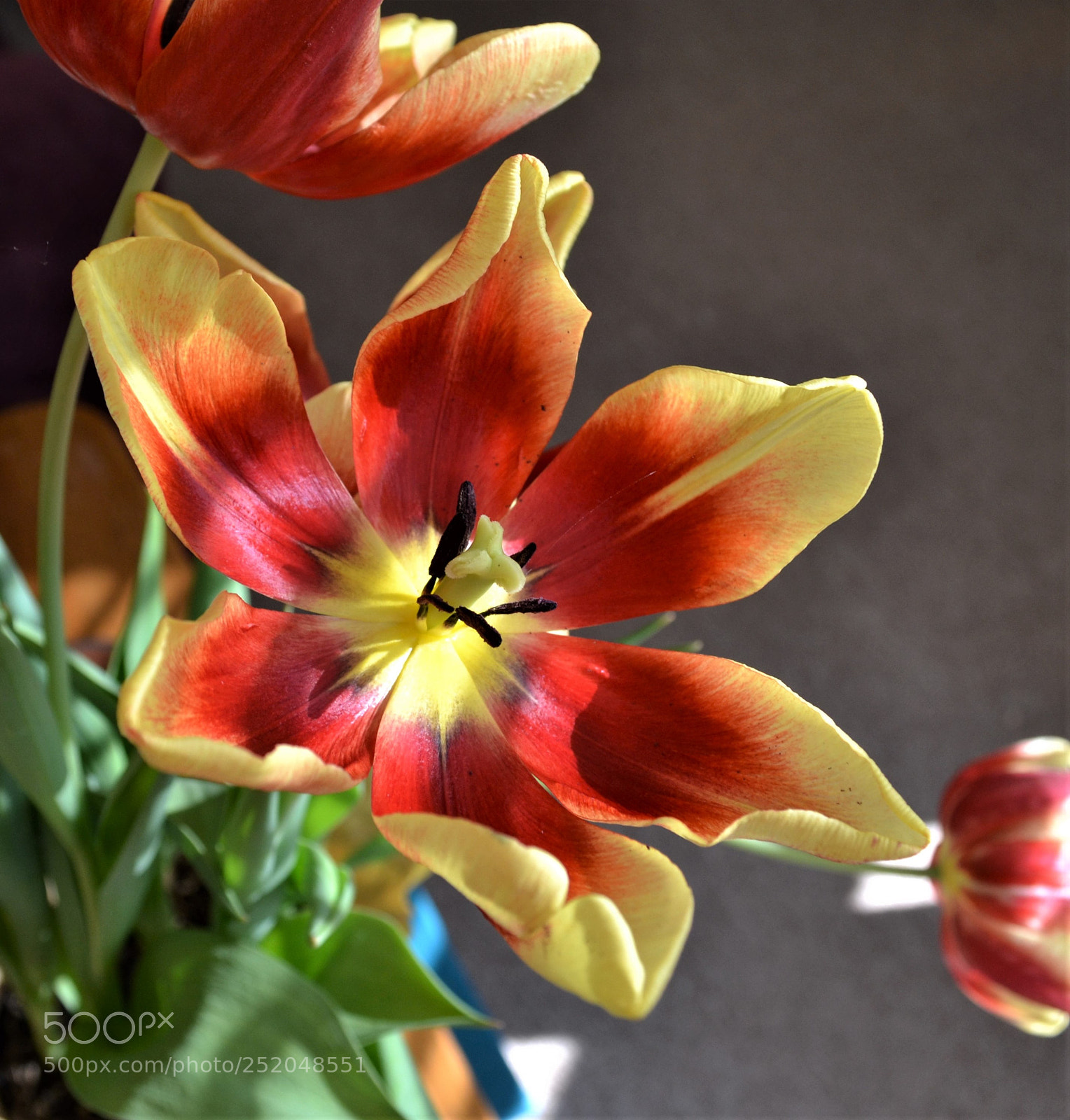 Nikon D3100 sample photo. Mid-life photography