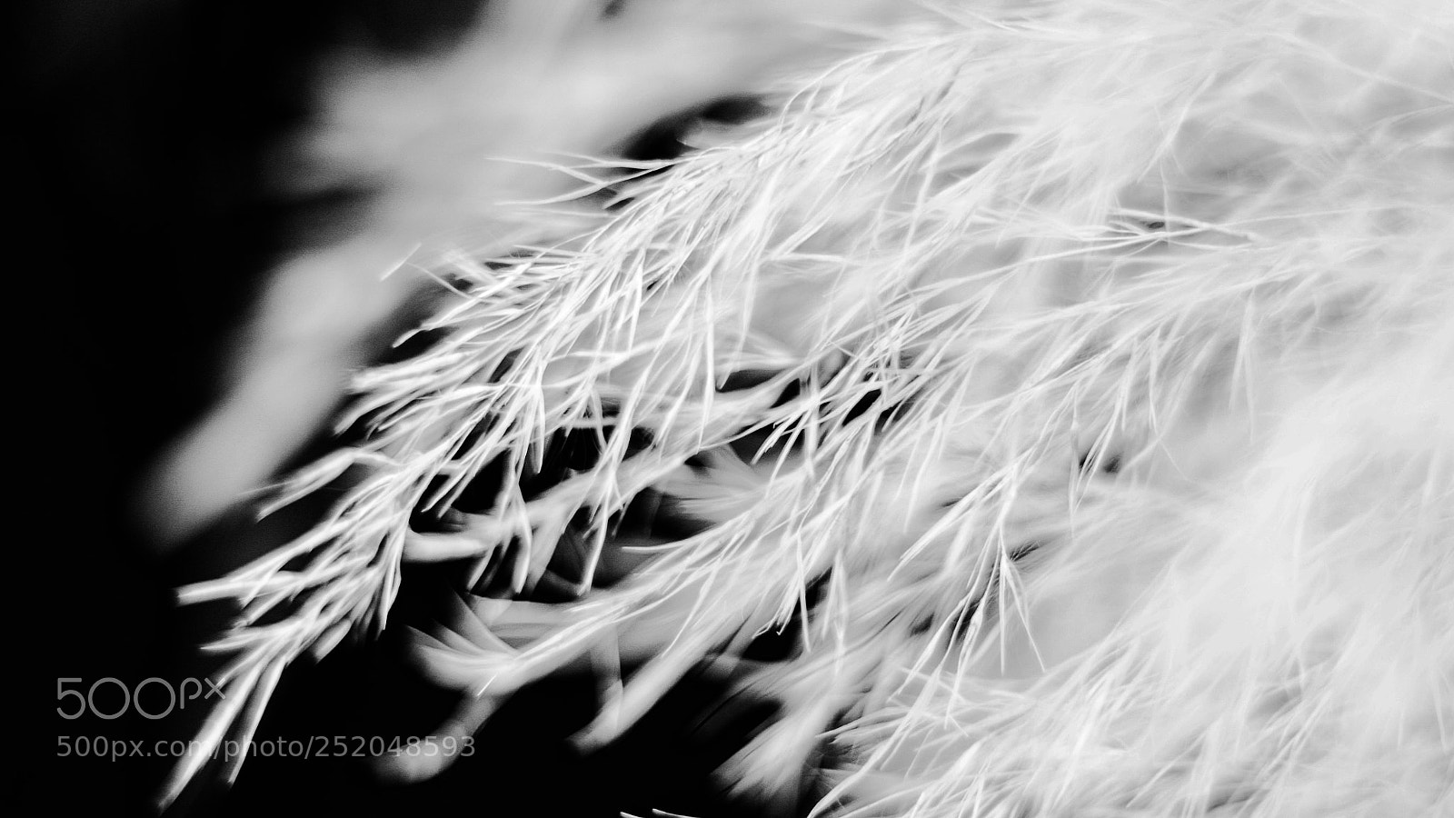Canon EOS 800D (EOS Rebel T7i / EOS Kiss X9i) sample photo. Ethereal photography