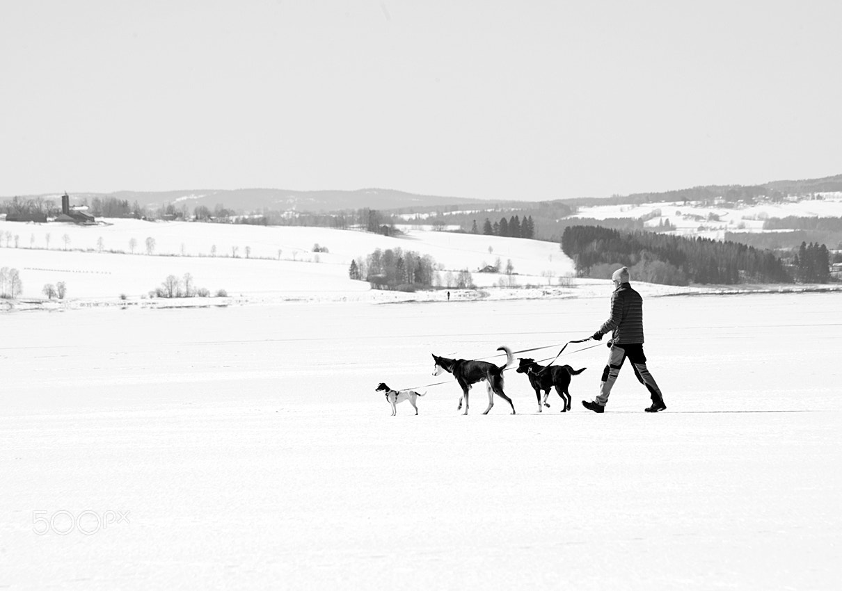 Nikon D800 sample photo. Walking the dogs photography