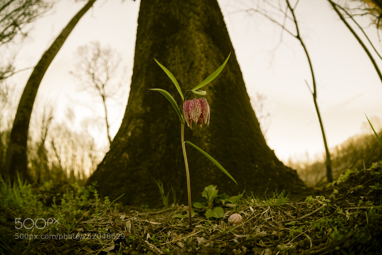 Nikon D610 sample photo. Forest of beauty photography