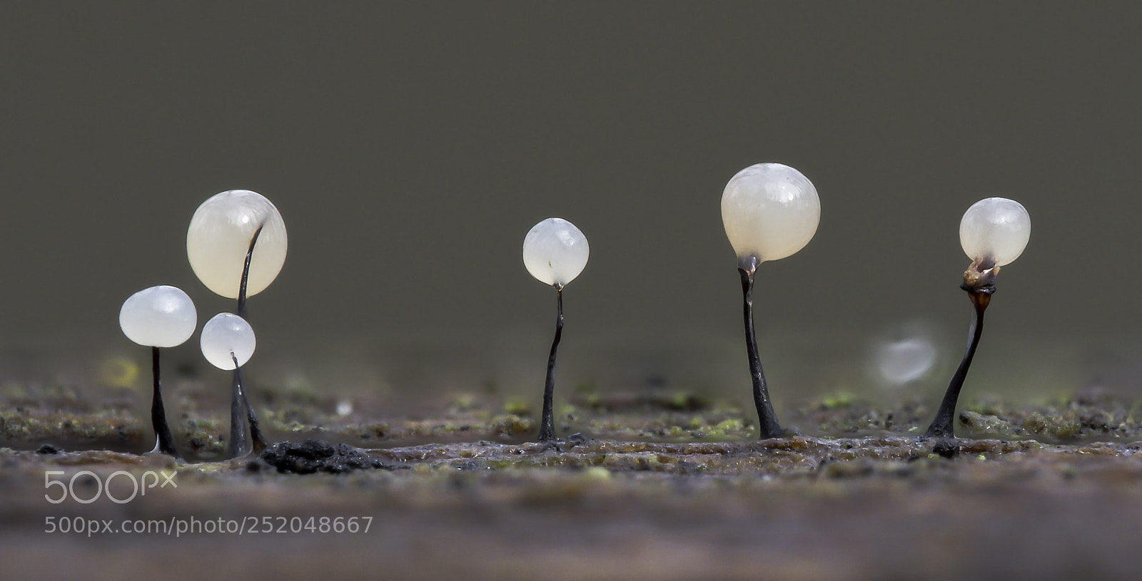 Olympus OM-D E-M1 Mark II sample photo. Comatricha nigra photography