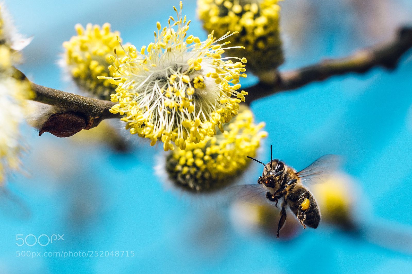 Nikon D500 sample photo. Honeybee in fight apis photography