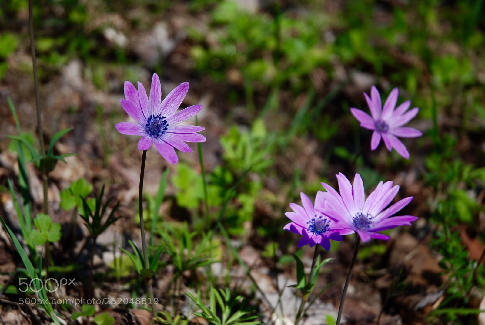 Nikon D80 sample photo. Magic nature photography